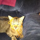 glenda hebert - @gatorball77 - Twitter