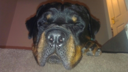 littledevill's profile picture. 