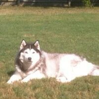 Ed Osiecki (@eosiecki) 's Twitter Profile