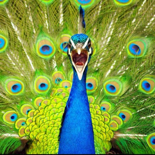 peacocksucker's profile picture. It's so hard to talk with this stick in my mouth.