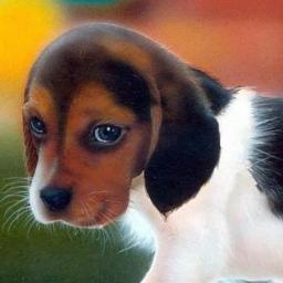 BVonCannon's profile picture. 