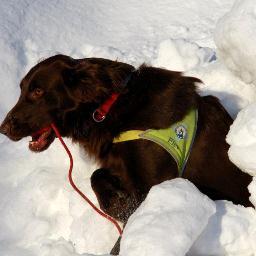 WrcNitro's profile picture. Psyk.Sykepleier med interesse for Norske Redningshunder og bilsport.