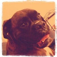 Liz Wismer-VanMeer (@lizzwiz10) 's Twitter Profile