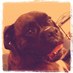 Liz Wismer-VanMeer (@lizzwiz10) Twitter profile photo