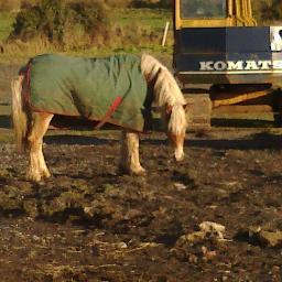 Just a N/Irish girl trying to survive this hell called life!
Huge supporter of Human&Animal rights,Mum of amazing furbabies &sis to a dearly departed big bro :(