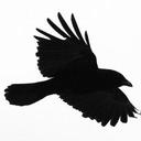 Nicholas Crow - @Niccrow99 - Twitter