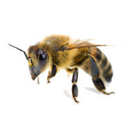 Software Developer, Entrepreneur, Writer, Innovator, Problem Solver, Beekeeper, Woodworker, hack guitar player. Day job @magento, night job @brooklynfabric
