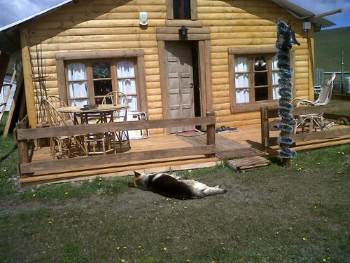 COIRONES's profile picture. Jubilada, viuda, me gusta leer, estar en casa con mis perritos, me encanta recibir la visita de mi hijo.