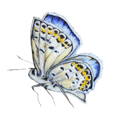 OeneisMelissa's profile picture. Travel addict, yoga fiend, messy cook.