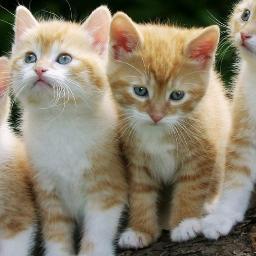 more mercedes Profile