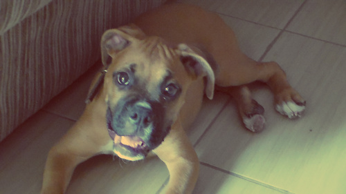 Oi pra vcs meu nome é Bazuca eu sou um cachorro que agora tá tweetando!!!Vcs já devem ter me visto no canal OS MANO DO PC http://t.co/dFtbTyn2