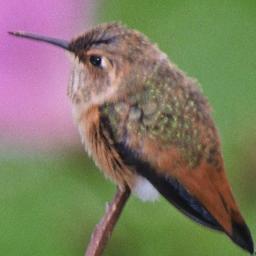 NymAccount's profile picture. completely tor created/accessed account, I come from the nowhere, I go to the noplace, und here I am