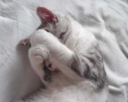 cats.