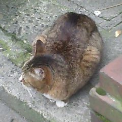 ribbon_door's profile picture. 普通の人です。なるべくフォロバするつもりなんだけど、フォローされると思ってなくて、想定外で訳分からなくなってる。