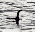 Following Cryptids like Bigfoot and Loch Ness Monster.