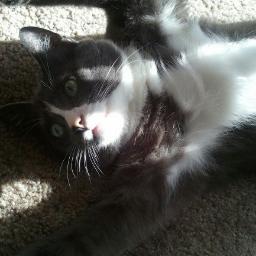 I am @terrorkittyduff brother. Rescued from a shelter and looking for love in all the right places
