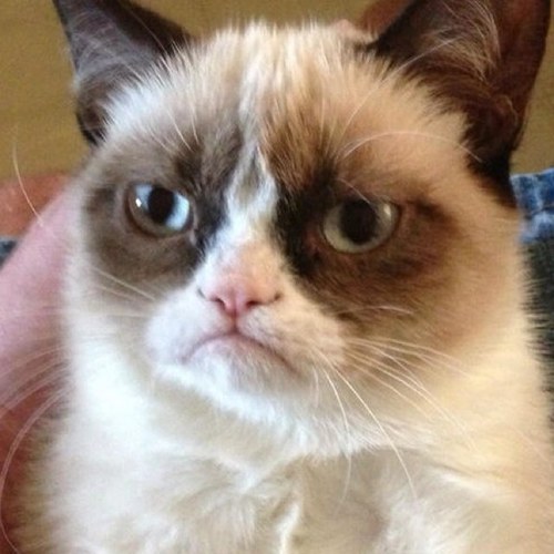 I like to: play with balls of yarn, watch k-9s run into things and scratch your eyes out. Oh and tell jokes about kittys.