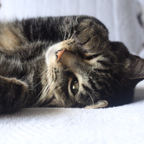 Im a cat, who thinks hes a dog meow-woof Male Model. Brother to @DaKotaFG