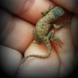 nature_lover_pj's profile picture. I love the outdoors & animals.  I recently started a blog detailing my adventures outdoors, as well as random animal posts.  Enjoy! =)