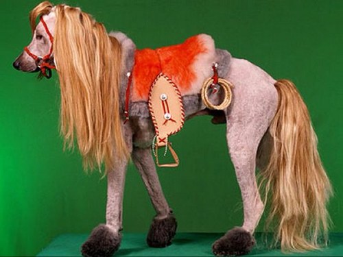 I love horses, i'm also a swimmer and a rower! I'll try to bring humor to your dull lives, but no promises..