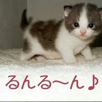 だーさま またはぷやーん (@dark_zagi) 's Twitter Profile