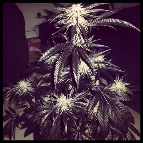 Keep calm & hit a bong #Highlife #hippieproblemz #hippielife  #stonerprobelmz #stonedlife