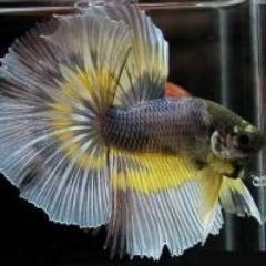 distributor ikan hias,...