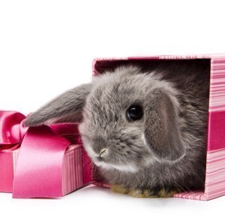 juliya131082's profile picture. 