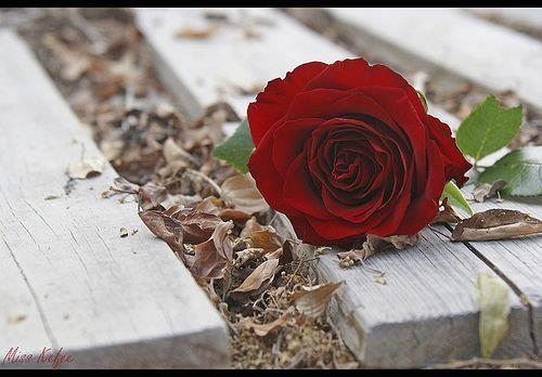 ‏الرجولة لا تعني التسلط، بل تعني الاحترام ❤️
