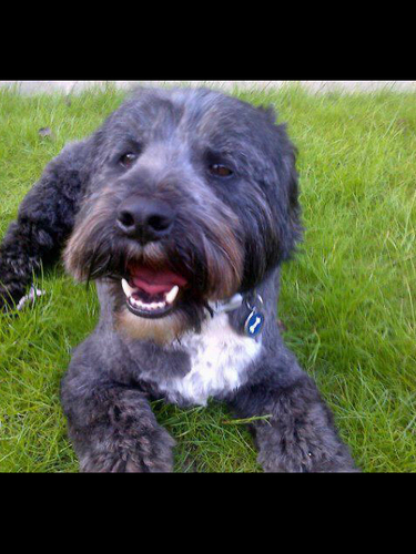 Dis iz me jail account for @harveycusick when me woof too much or been bad