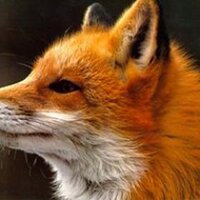 Robert Fox (@robertfox600) 's Twitter Profile