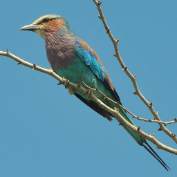 Adventurer, bird watcher