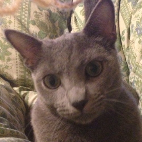 デビューです! 猫好きです。 ビジネスに興味深いです。 お願いします。