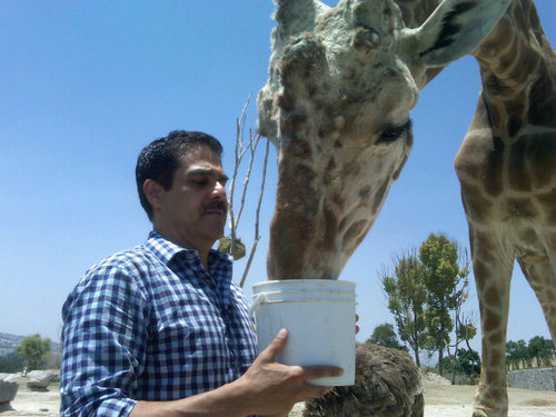 Alimento animales .l.