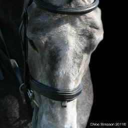 Equine and event photographer based in Cheshire. Find on Facebook: Chloe Simpson-Photography.