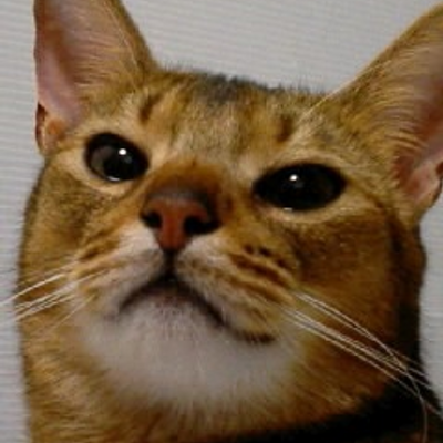 Neko