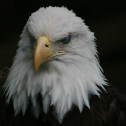 Flyonfreedom Profile Picture