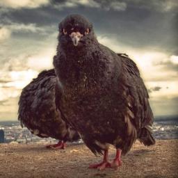 ScandallQ's profile picture. 