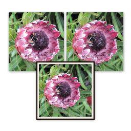 Helen_lrc's profile picture. A gallery of modern stereo photographs for cross-eyed freeviewing, all taken by me & inspired by my love of music, nature & travel.