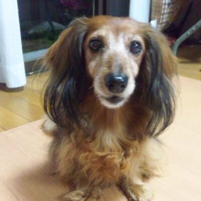 Mamari Nu On Twitter こゆきの病気 前庭疾患のめまい 一日中強烈なめまいが続く 可哀想 人間だったら耐えられないつらさ 頭位変換性めまいの持病の私には分かる U U でもどうしようもない 完璧な治療がないから耐えるしかない 頑張れこゆき しんどいよね 辛い