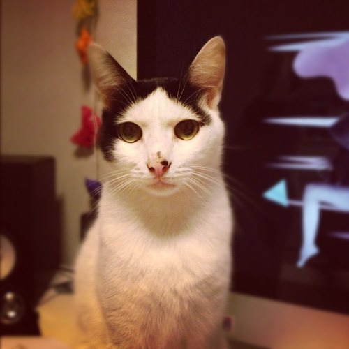 pixiedub Profile Picture