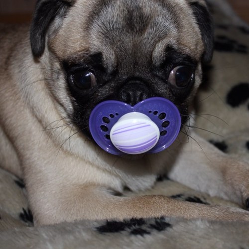 SuperPuglet's profile picture. Spiser alt jeg får, jager katter, er gal og folk tror jeg er en pitbull, nei jeg er en energibunt av en mops.