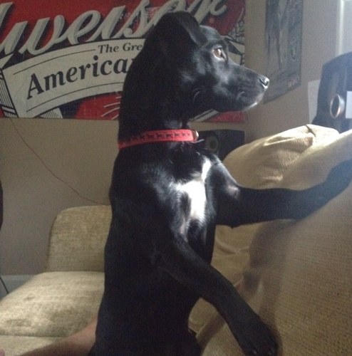 gary the dog twitter gary the dog twitter