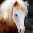 Lesley Roy - @BCCrash16 - Twitter