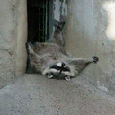 Wilfred castillo - @tacuax - Twitter