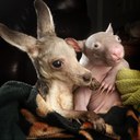 Jane Batt - @jbta6 - Twitter