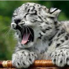 These are cool cats! Feed me if you dare...ROAR!!