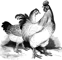 StreetChickens's profile picture. Chicken on the Street Celebrates the serendipitous discovery of chicken or chicken related items on the street.