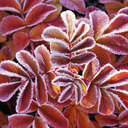 Gracie Eldridge  - @gracie_liam - Twitter