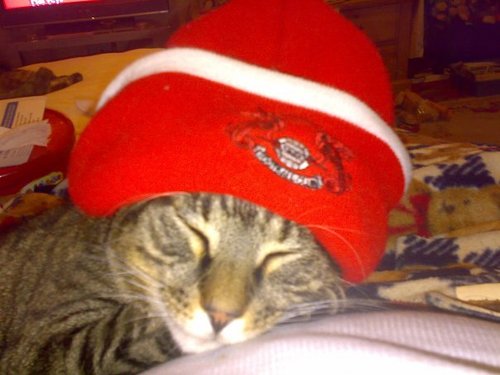 East End Mad Cat Lady, and proud NHS worker. All opinions my own